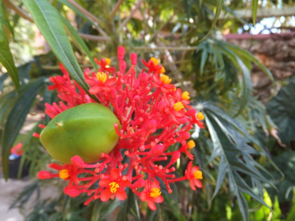 Lodge Pimento *