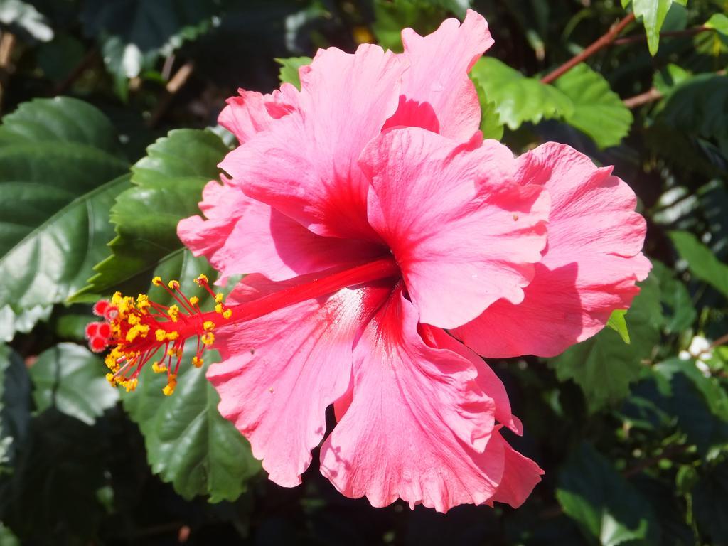 Pimento *