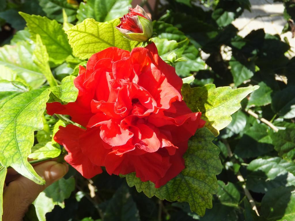 Pimento