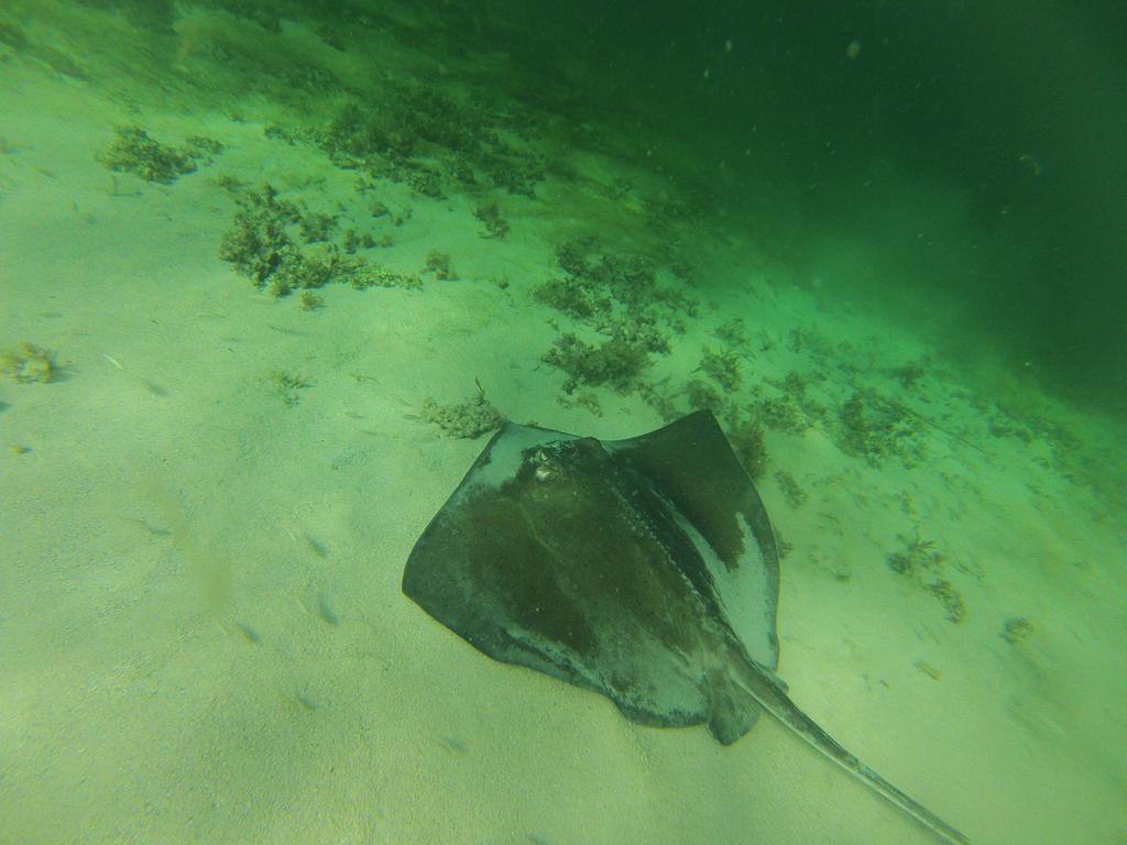 Fish Tobago 4* Buccoo