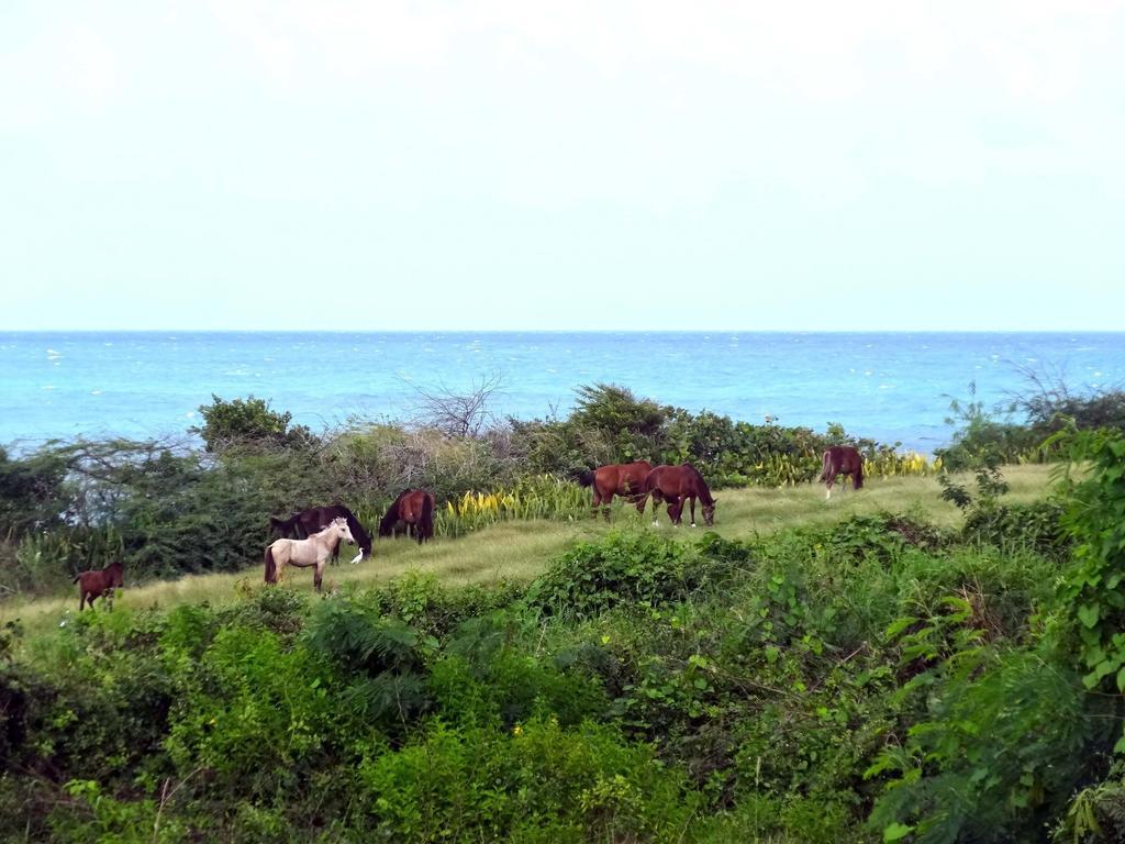 Tranquility By The Sea Vieques