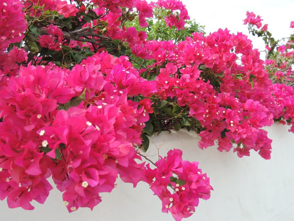 Bougainvillea Aruba, The Tango Pousada *