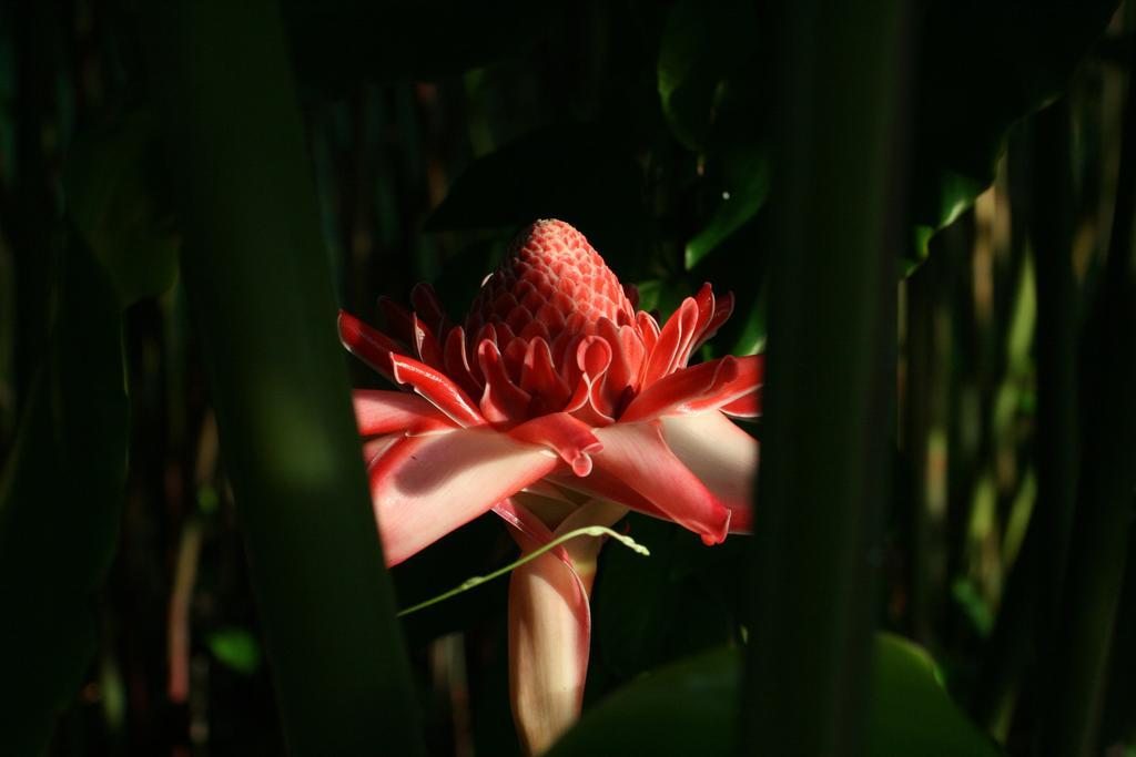 Les Cycas Guest house