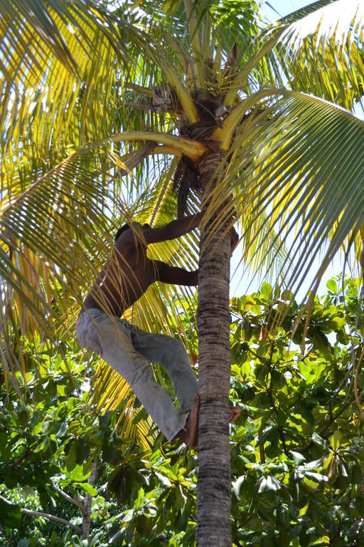 Pacot Breeze Hotel Musseau
