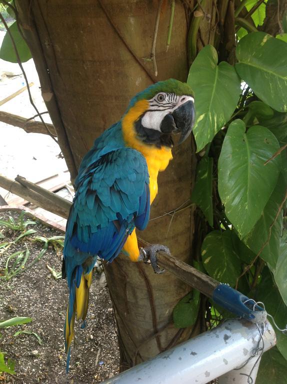 Mango