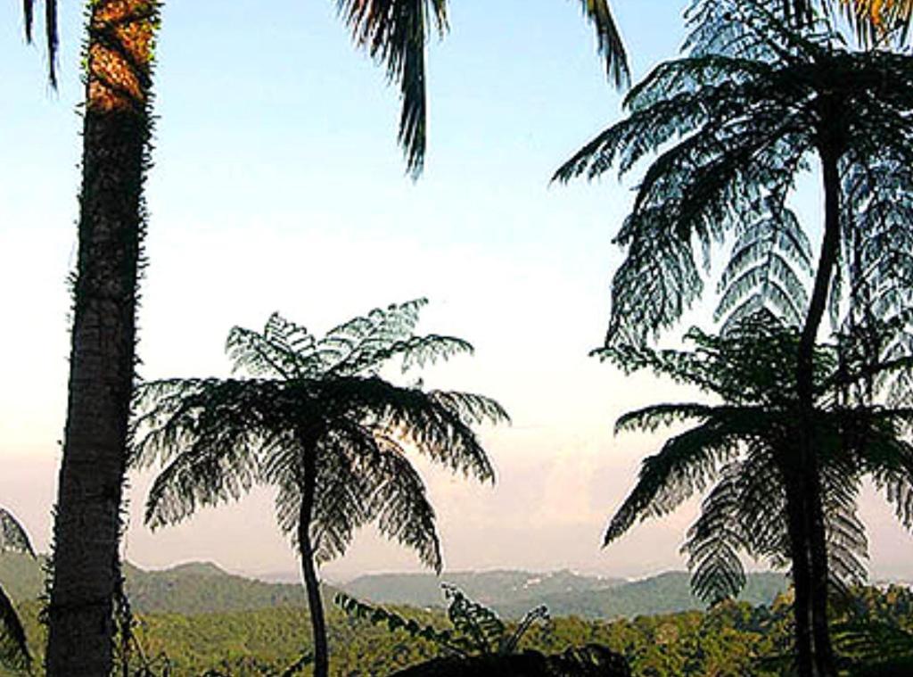 Hotel El Hotelito At The Rainforest Experience Farm