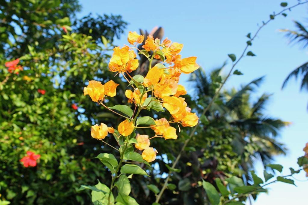 Acomodação com café da manhã  Casa Por Que No Las Galeras