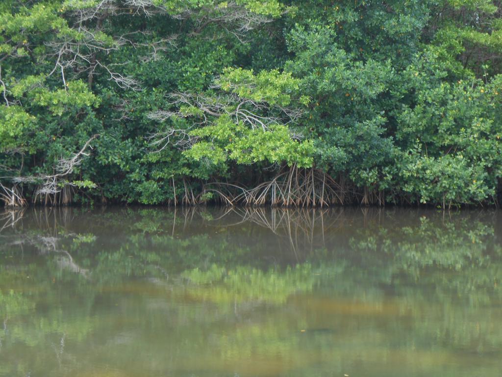 Sans-souci Lowlands