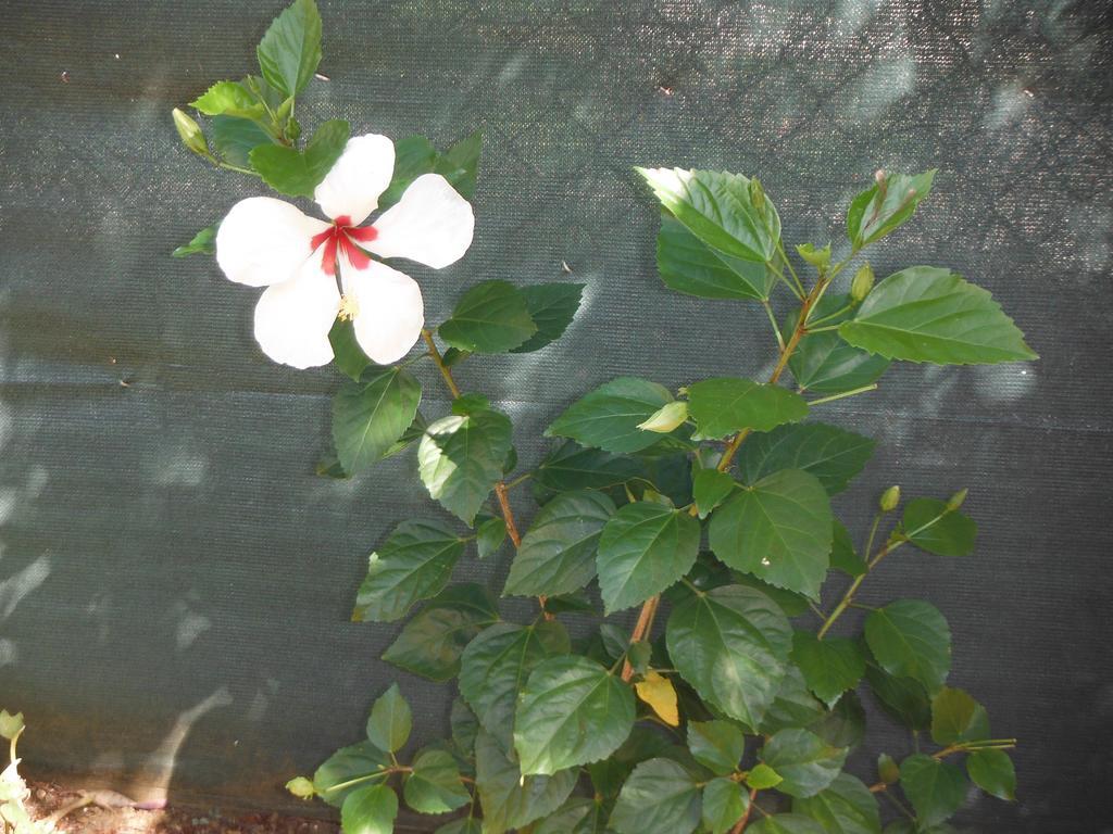 Apartment Hibiscus Le Kayela
