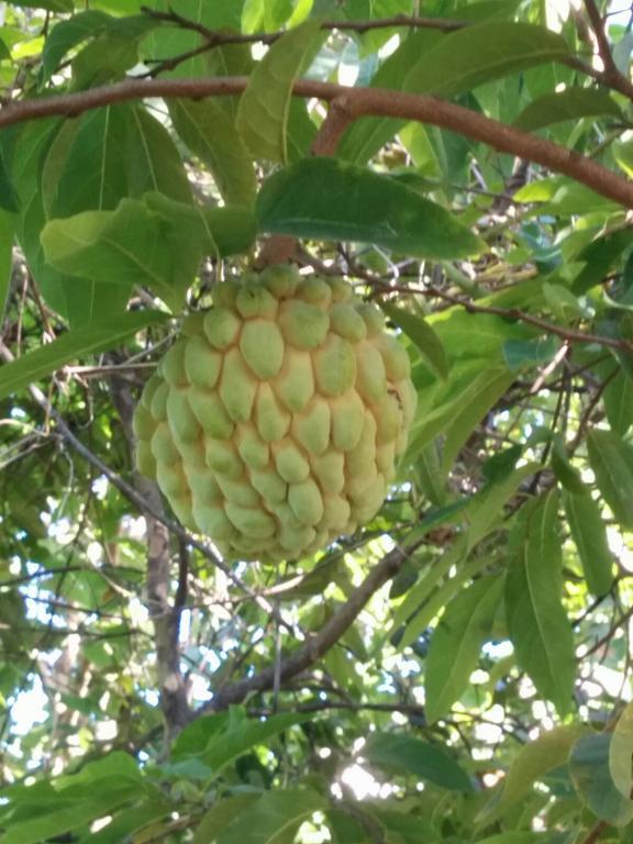 Gwada Paradise Holiday home Bouillante