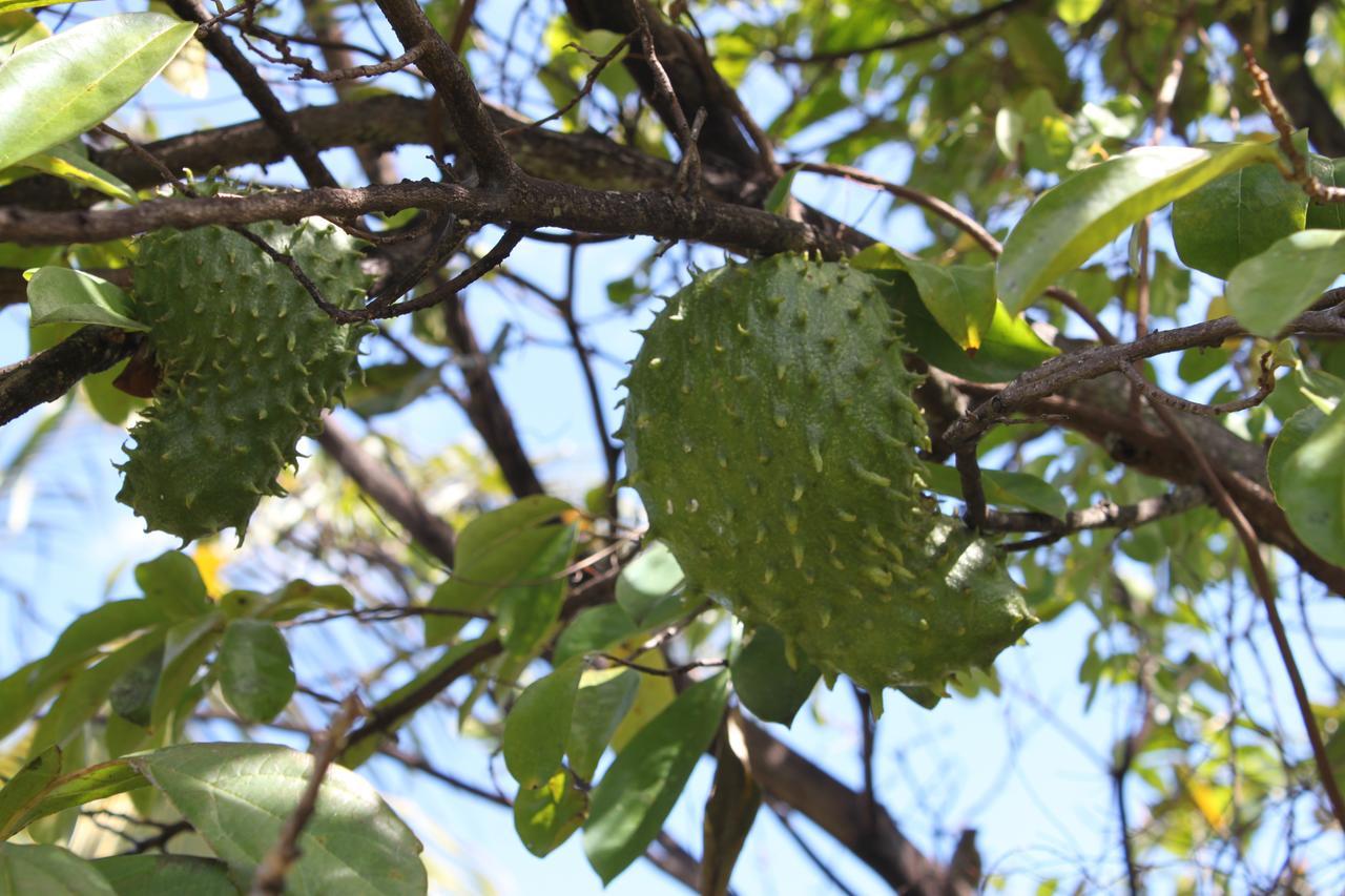 Coeur Caraibes
