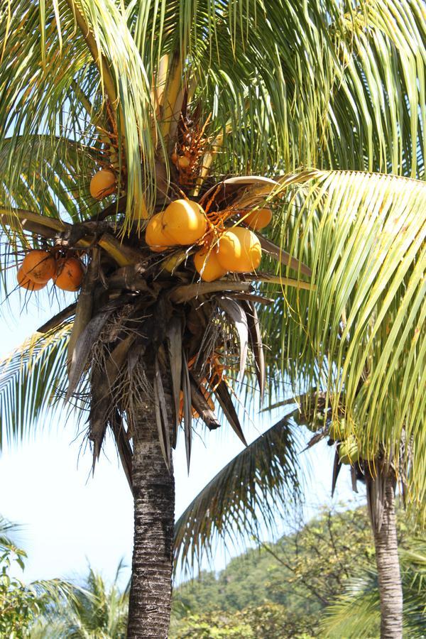 Coeur Caraibes Holiday park 2*