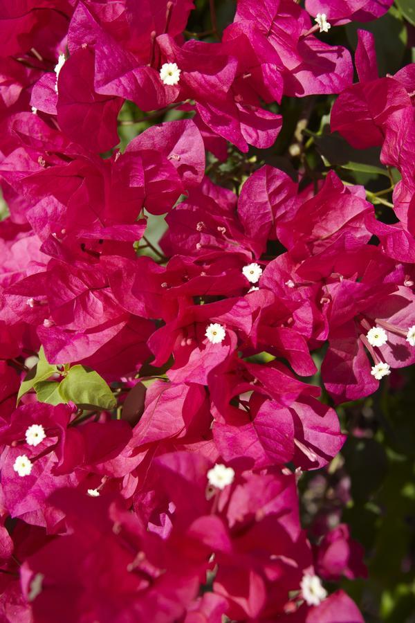 Bougainvillea Aruba, The Tango Pousada Palm Beach