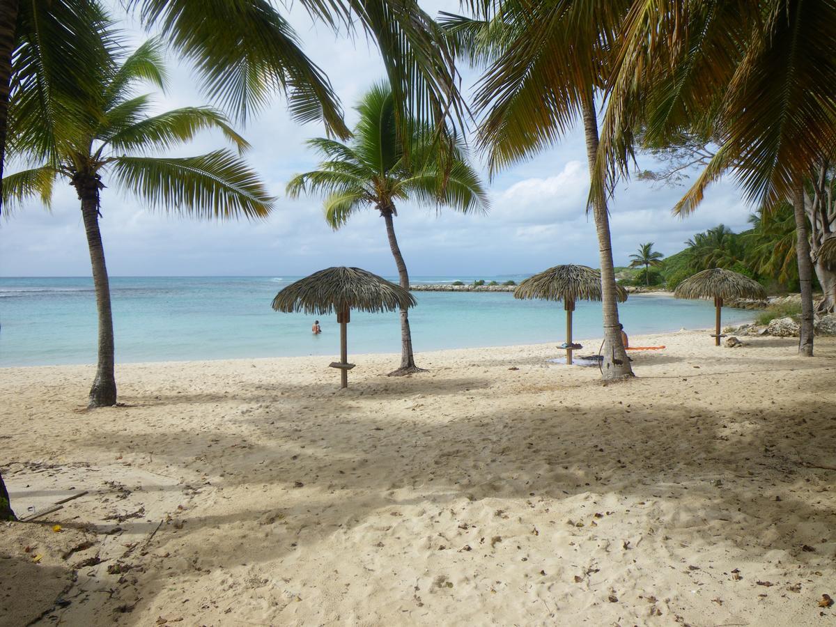 Cactus Anse Des Rochers
