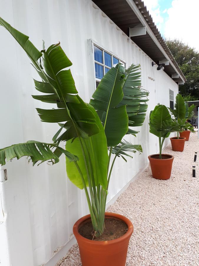 Palm Trees Apartamento Willemstad