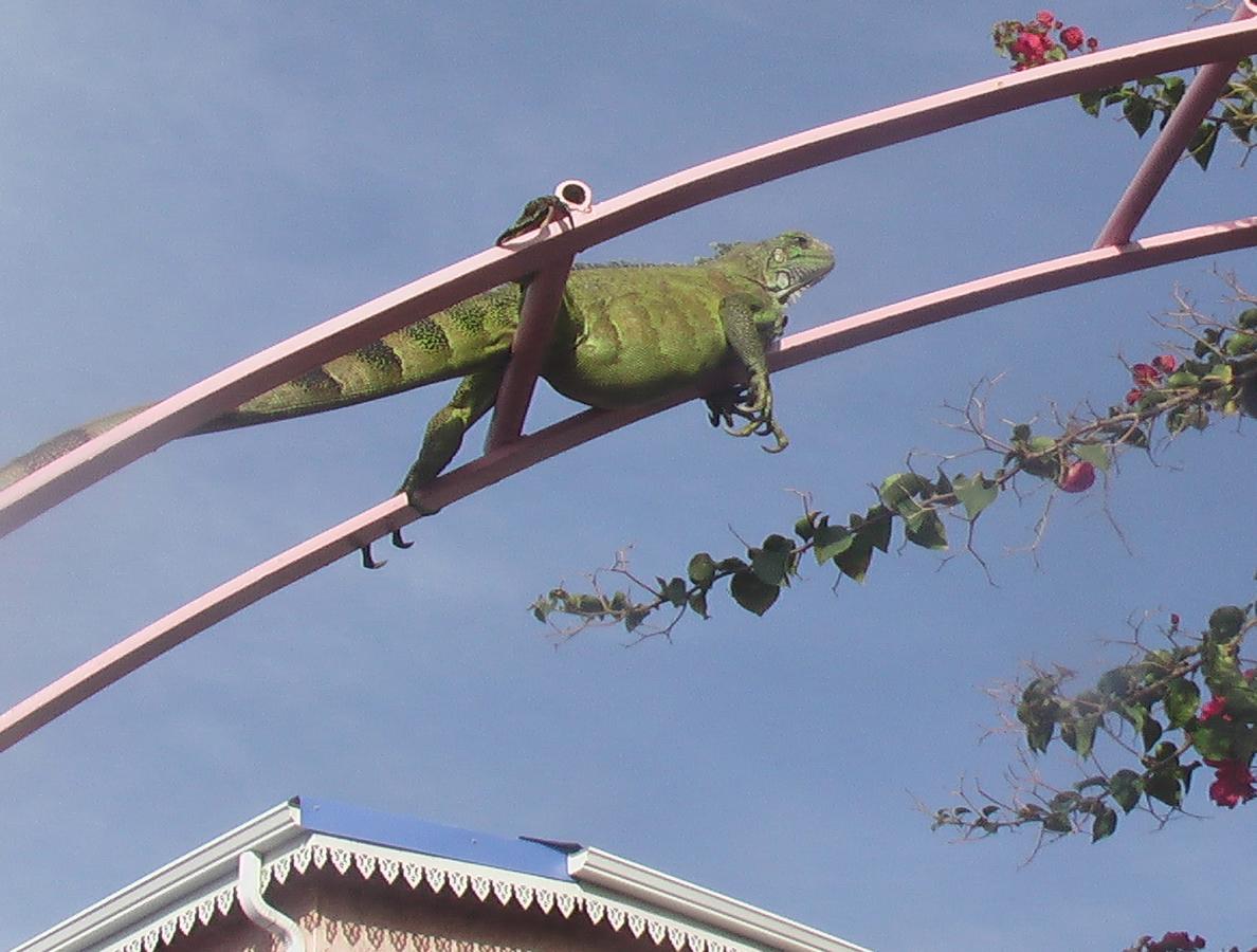 Holiday home Bel Z 'iguane *
