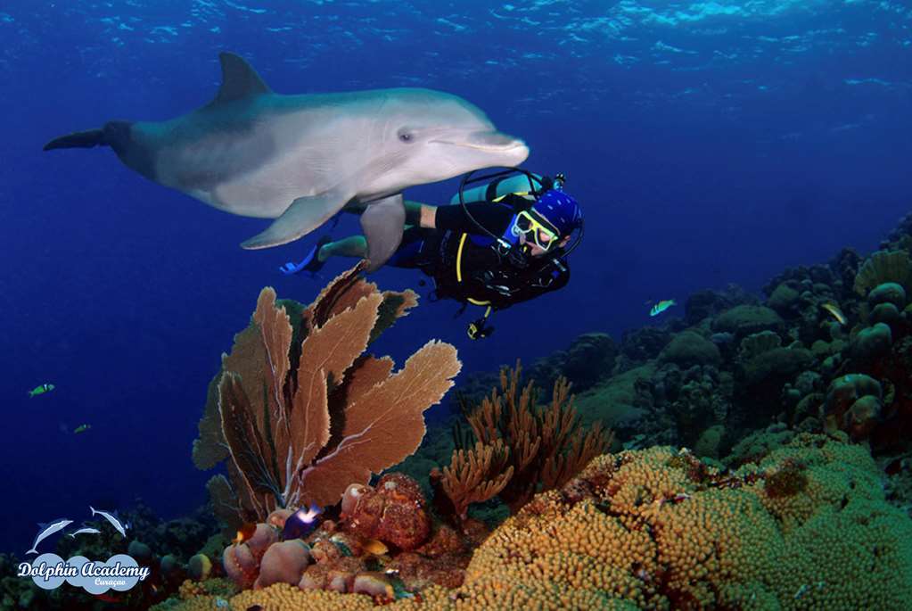 Hilton Curacao 4*