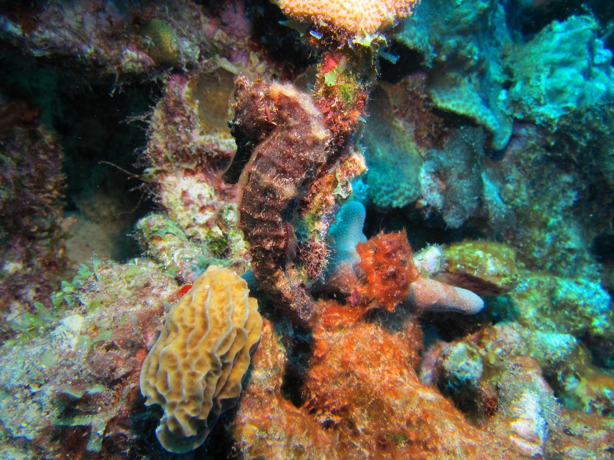 Coral Paradise 4*