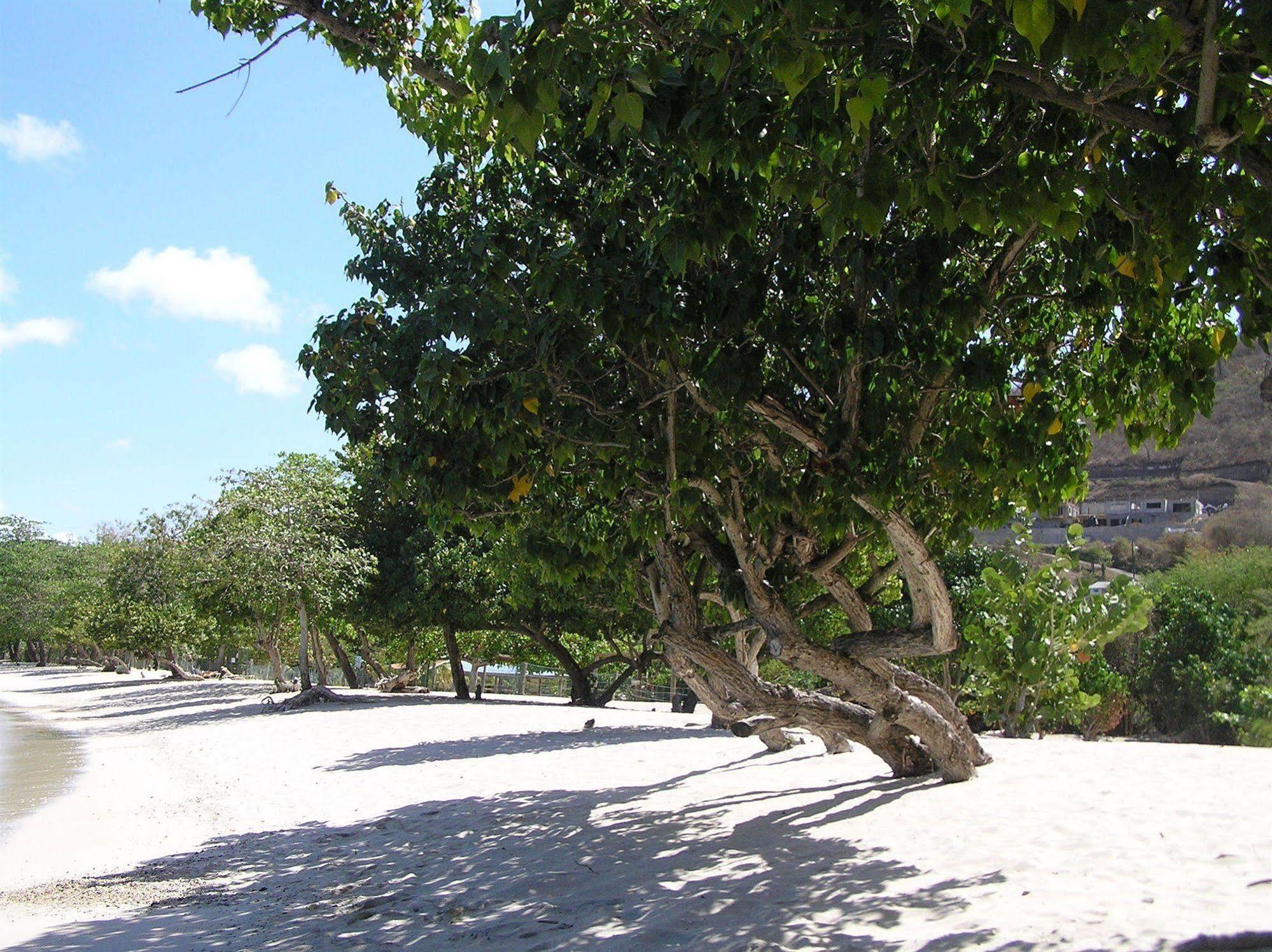 Kalinago