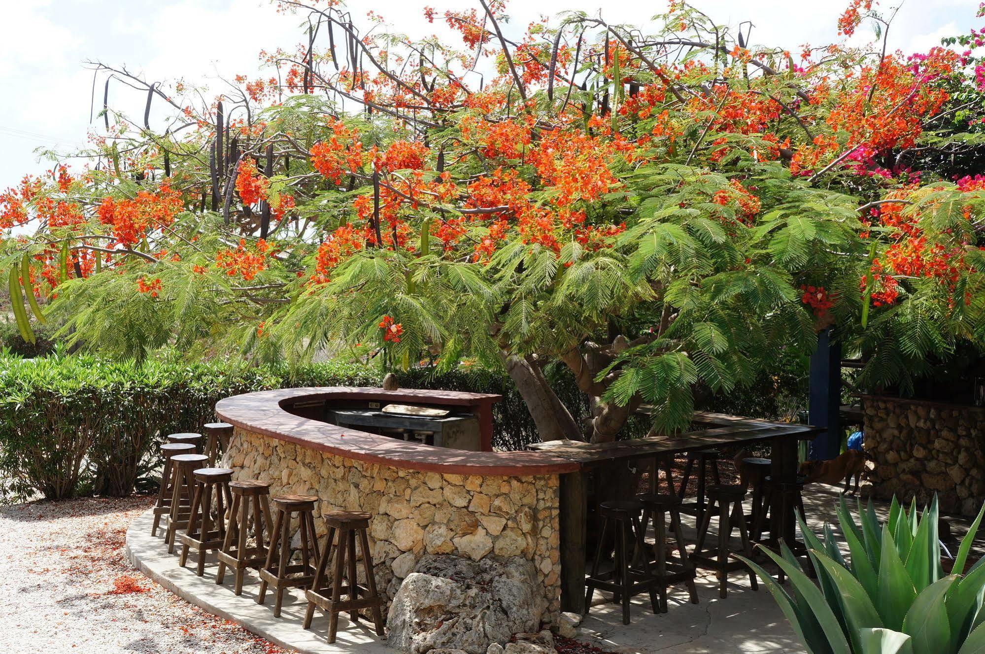 Caribbean Chillout Aparthotel