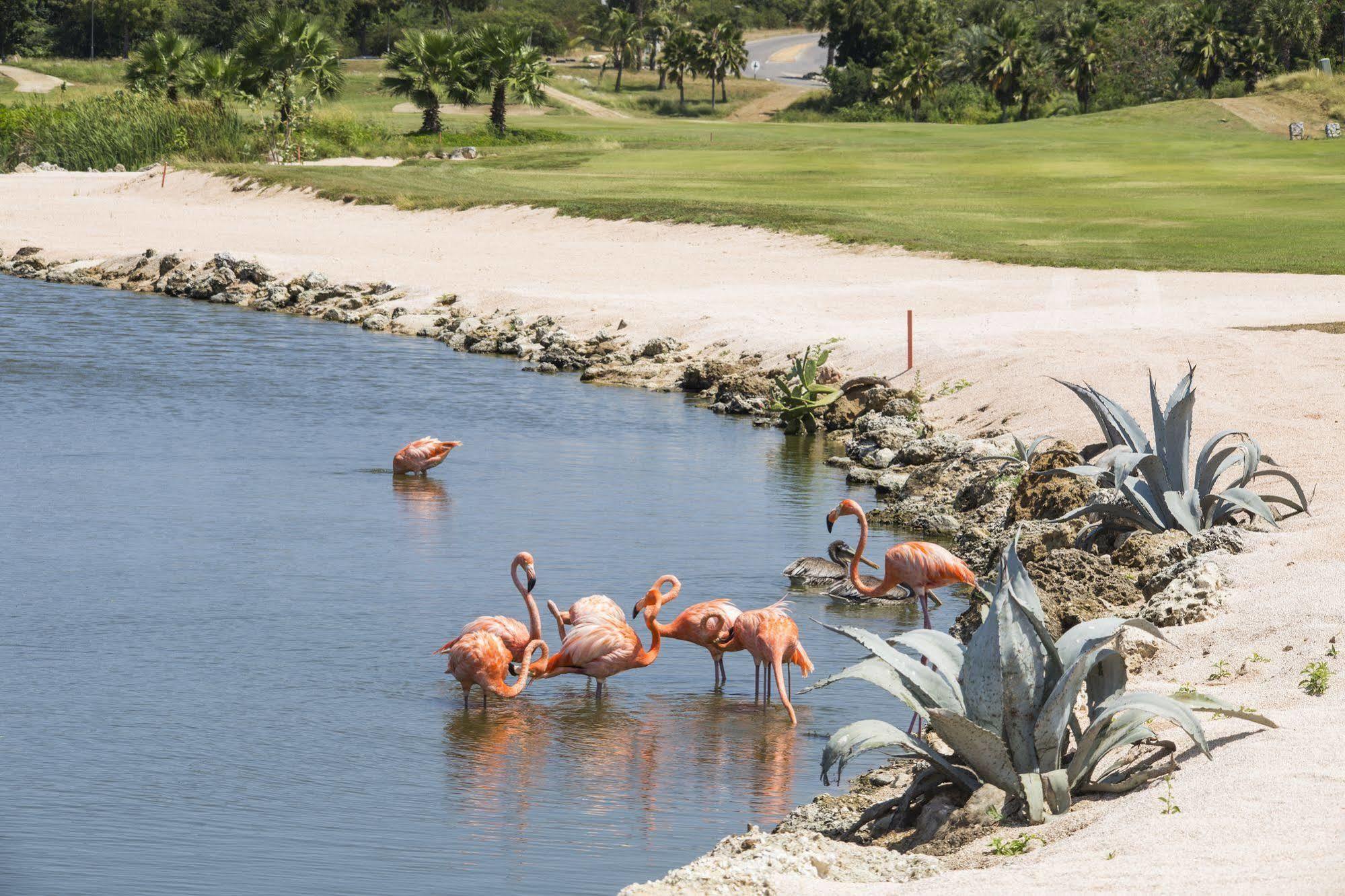 Hotel Blue Bay Lodges Curacao