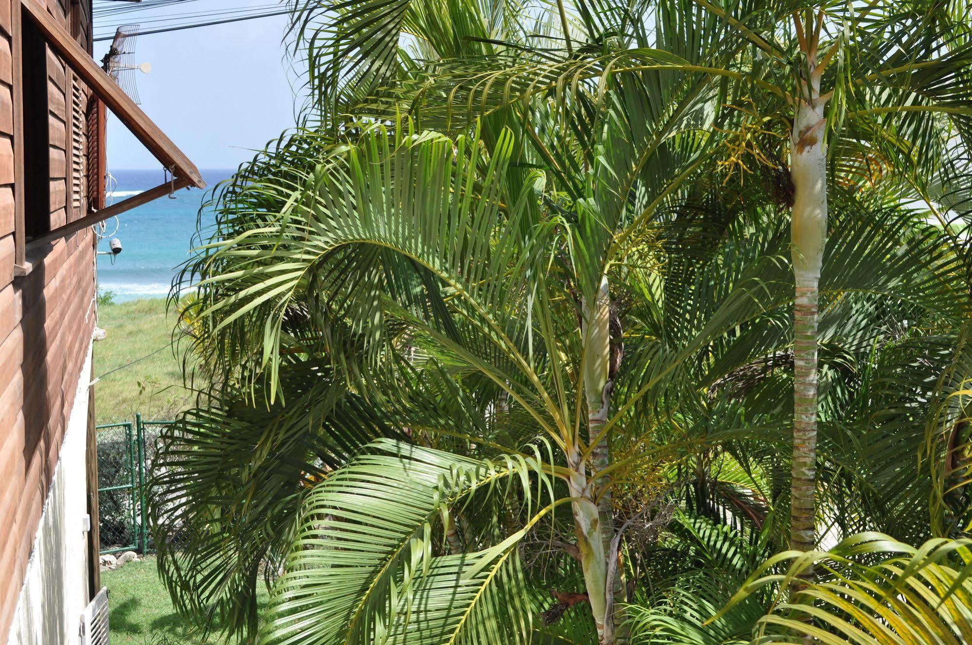 White Coconut * Christ Church
