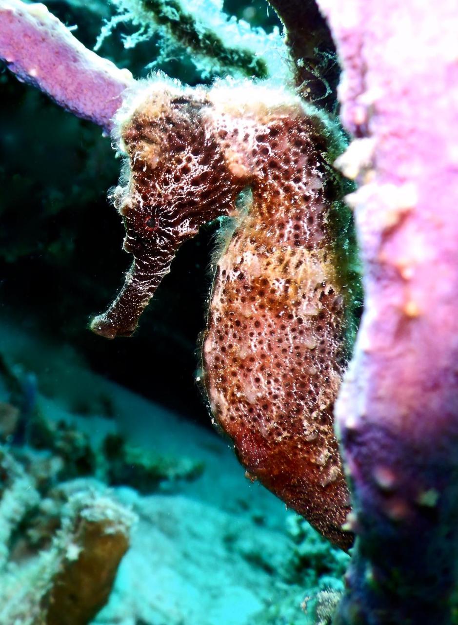 Casa de hóspedes The Laughing Seahorse Hato