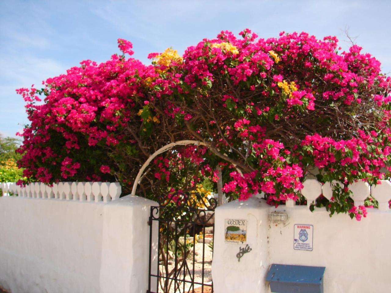 Pousada Bougainvillea Aruba, The Tango