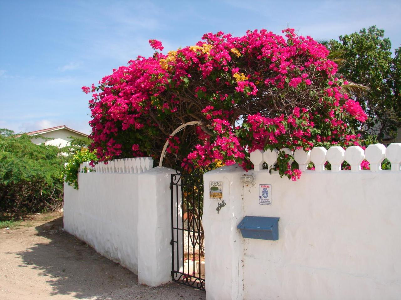 Bougainvillea Aruba, The Tango Pousada