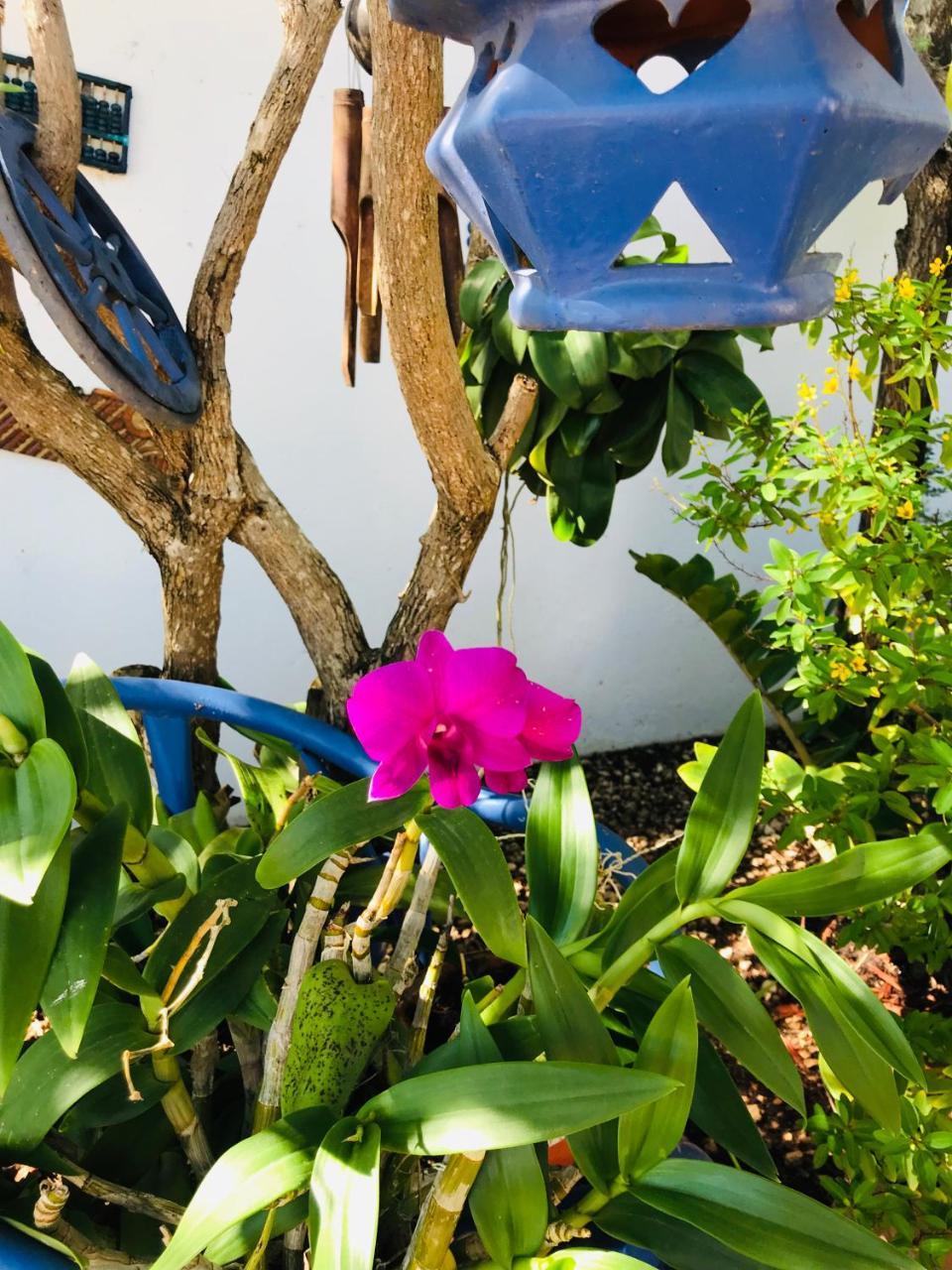 Pousada Bougainvillea Aruba, The Tango *