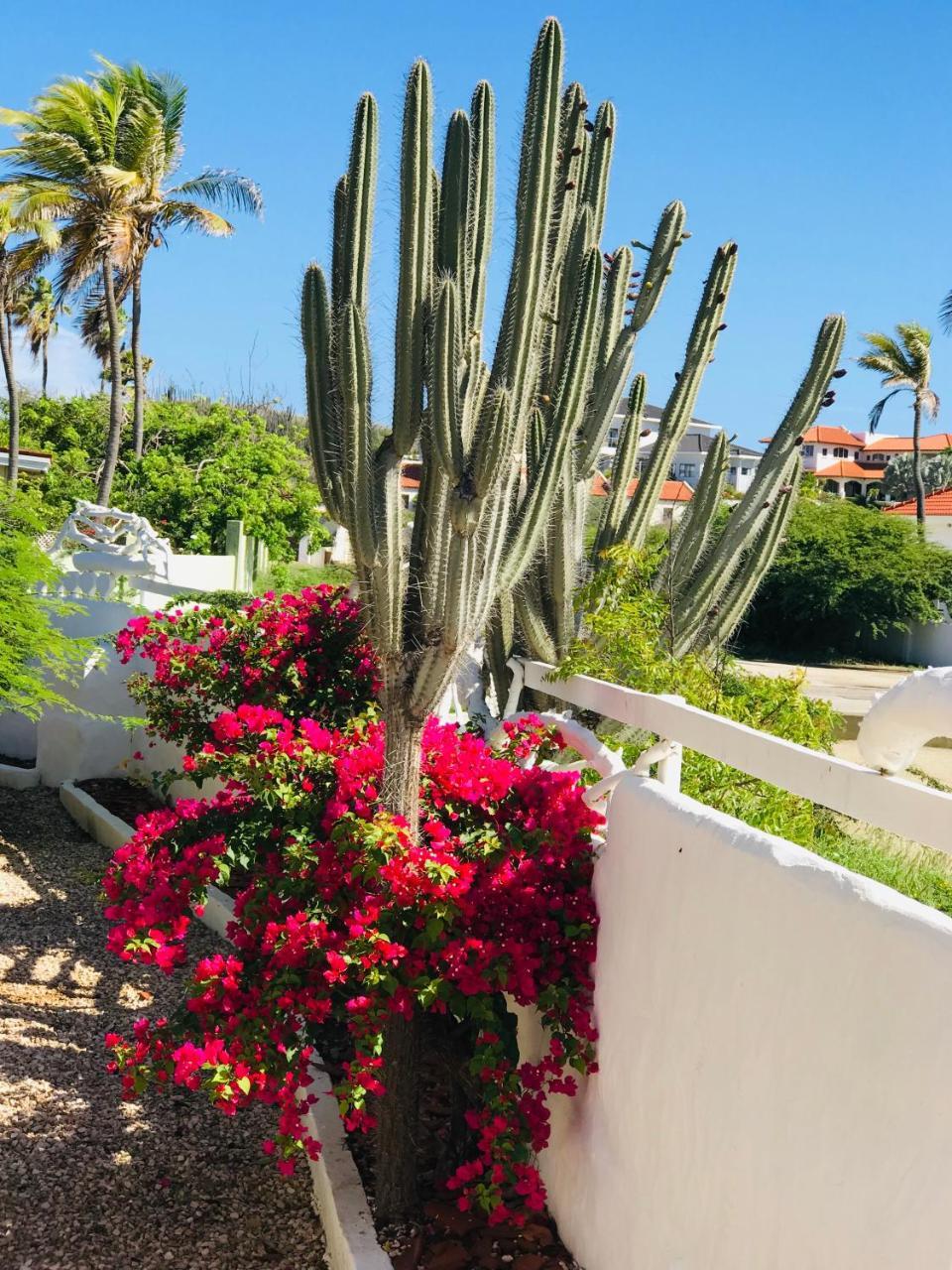 Pousada Bougainvillea Aruba, The Tango
