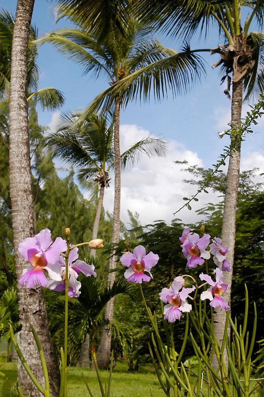 Young Island