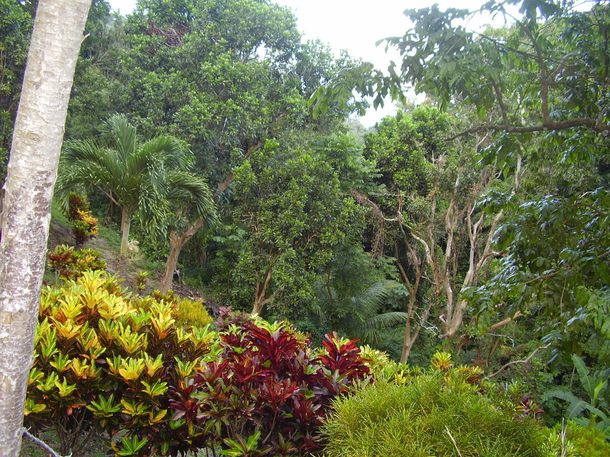 Teresinajamaica Casa de hóspedes Saint Annʼs Bay