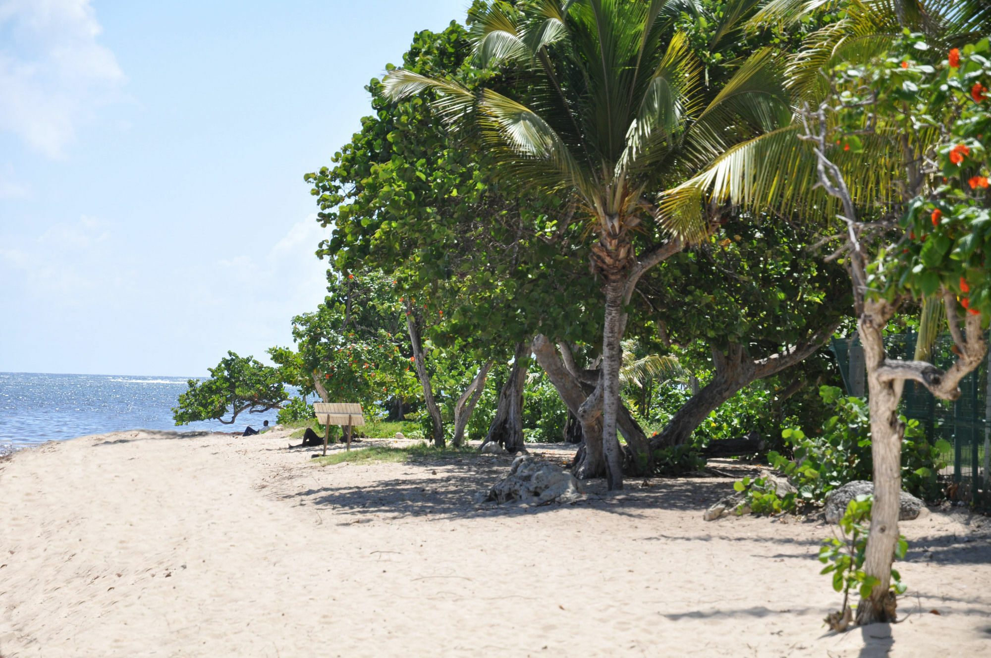 Tropicale