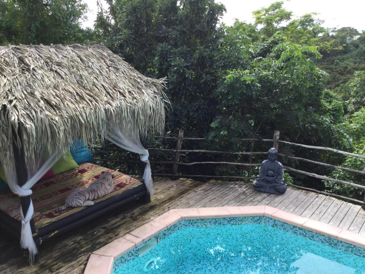 Racoon Pointe-a-Pitre (Grande-Terre)