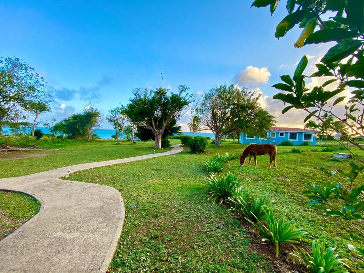 Blue Horizon Boutique (adults Only) Hotel Vieques