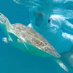 Tintamarre Exclusive Dinner And Night At Anchor
