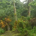 Natty Tropical Valley
