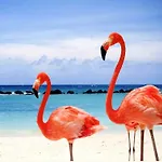 Pelican Beach Hotel