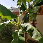 Tropical Delightful Guest Studio