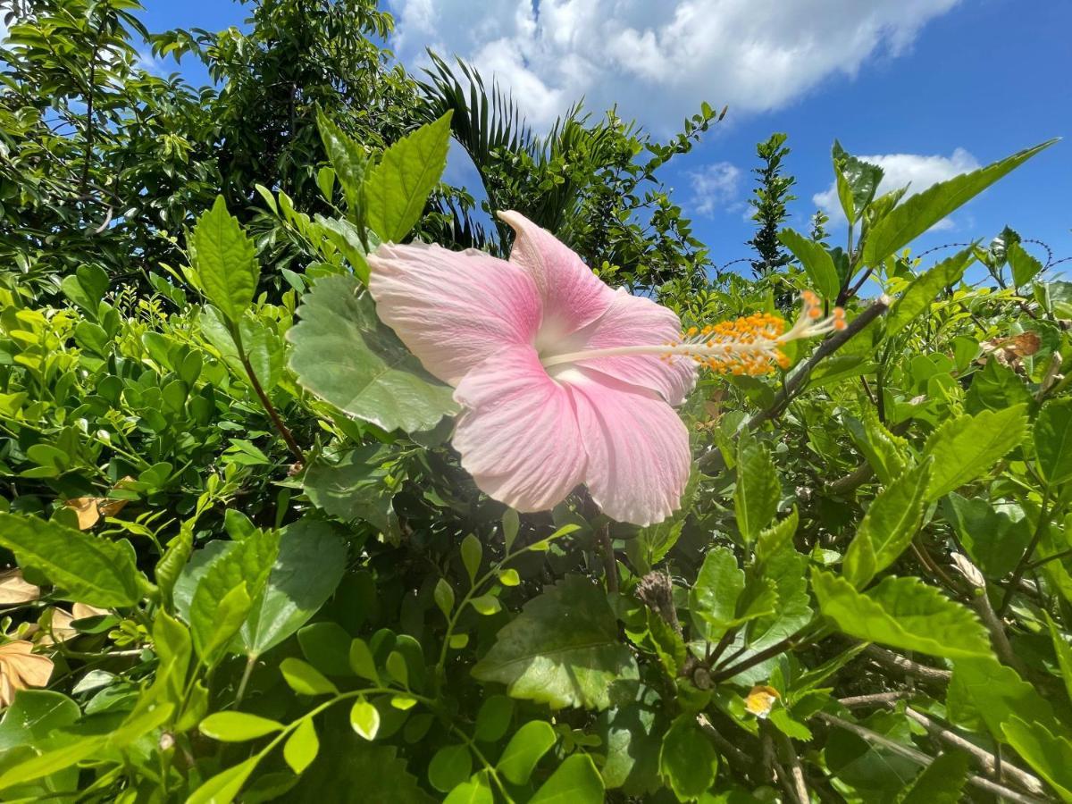 Little Shaw Park Guest house Ocho Rios