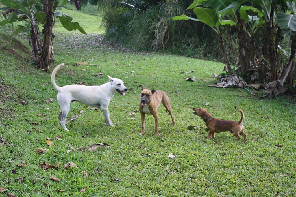 Ceiba Country Fajardo
