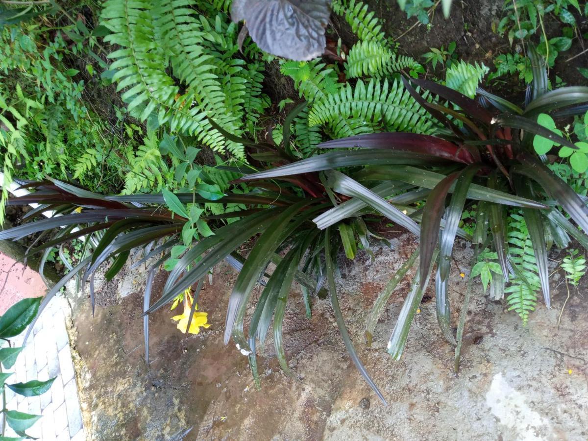 Berkey's Jungle Paradise Holiday home Roseau