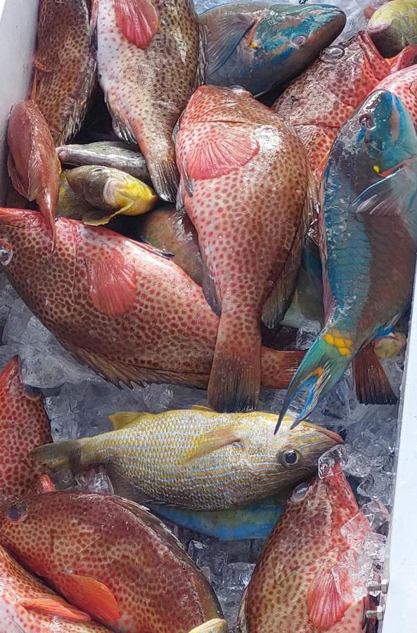 Fresh Cool * Marigot (Saint Martin)