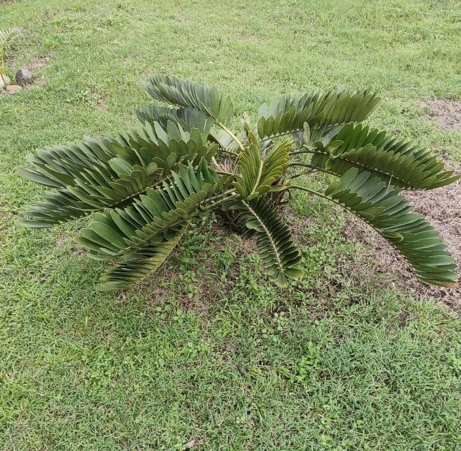 Bencastle Villa Gros Islet