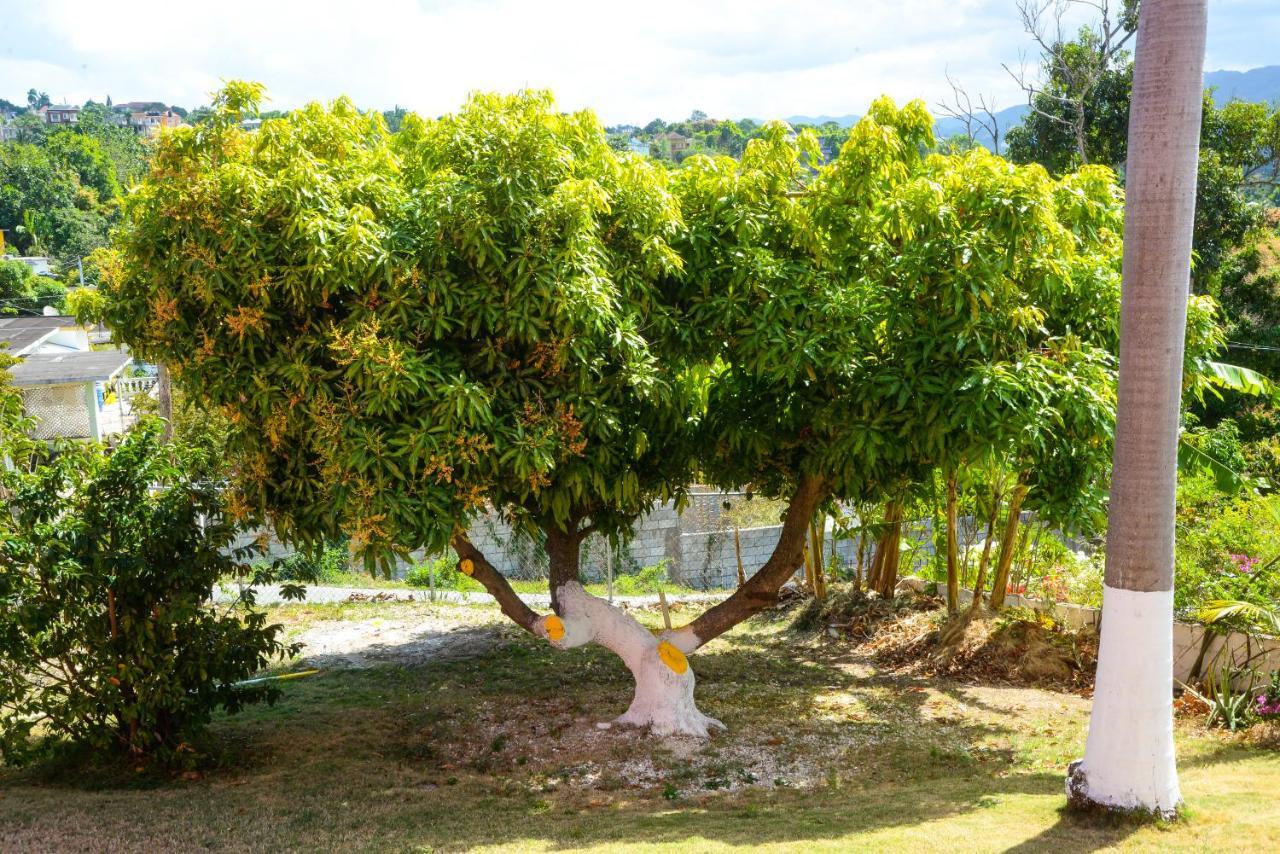 Three Palm Montego Bay