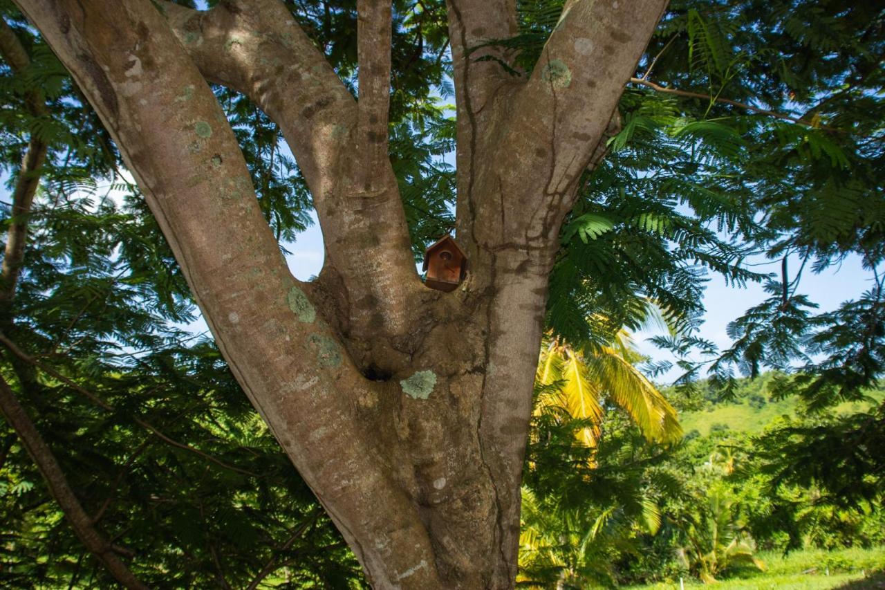 The Serene House Bed & Breakfast Luquillo