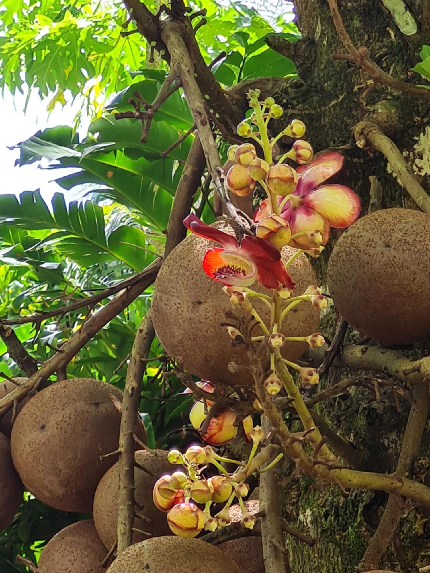Les Kajou Holiday home *