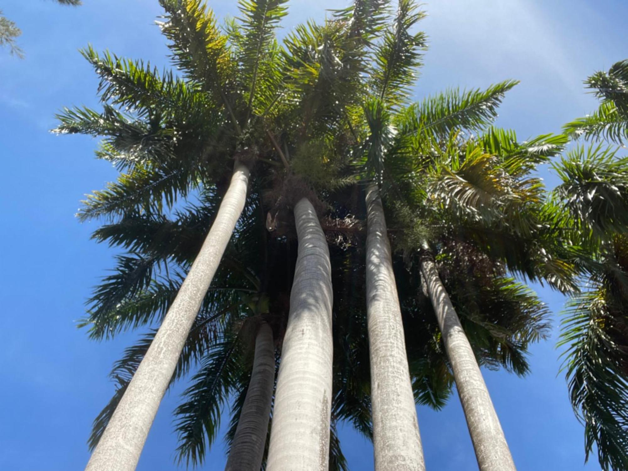 Peaceful Palms Montego Bay