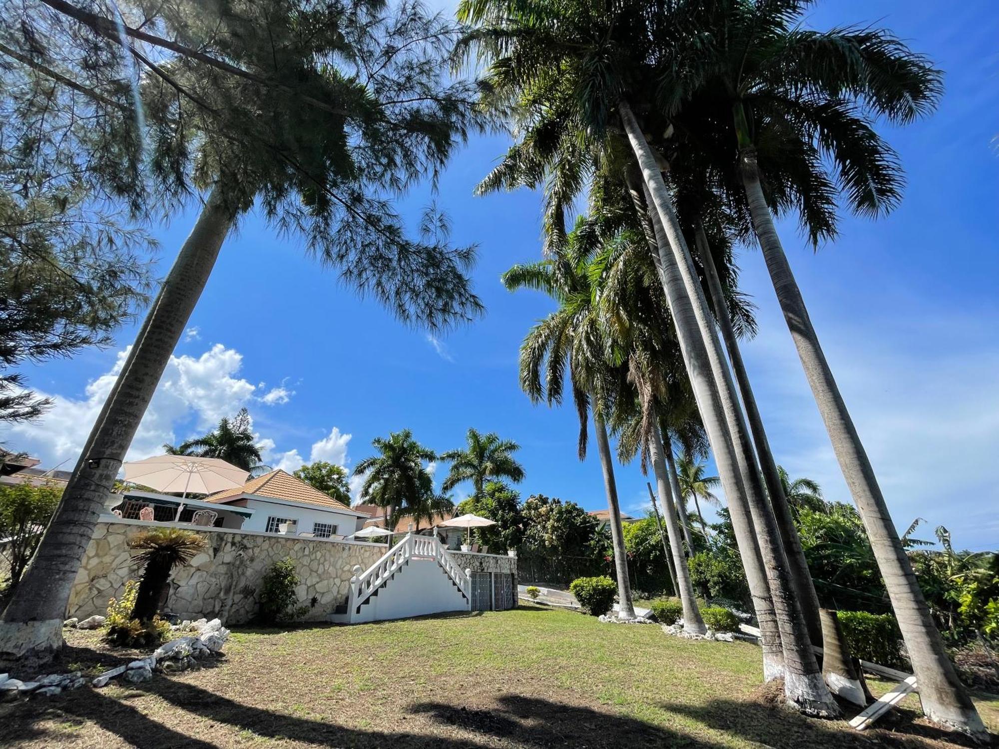 Peaceful Palms
